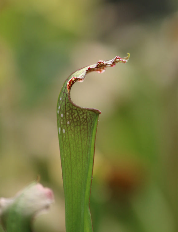 Sarracenia excellens x minor x leucophylla