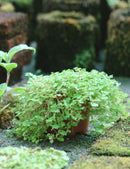 Soleirolia helxine plante d'intérieur - Idéale pour votre maison