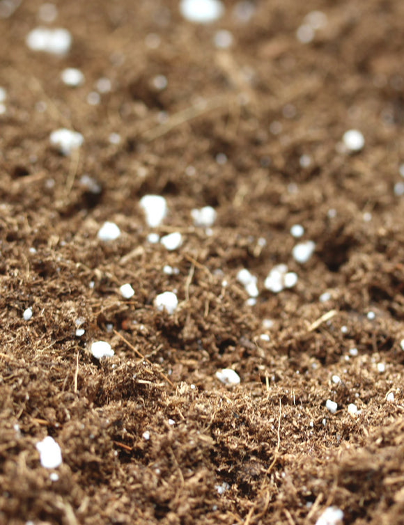 Terreau plantes carnivores optimisé pour un développement sain