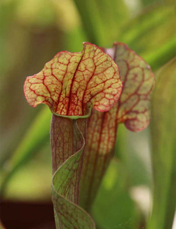 Sarracenia x mitchelliana x (purpurea x oreophila)