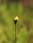 Xyris sp. plante - Caractéristiques et entretien de cette plante unique