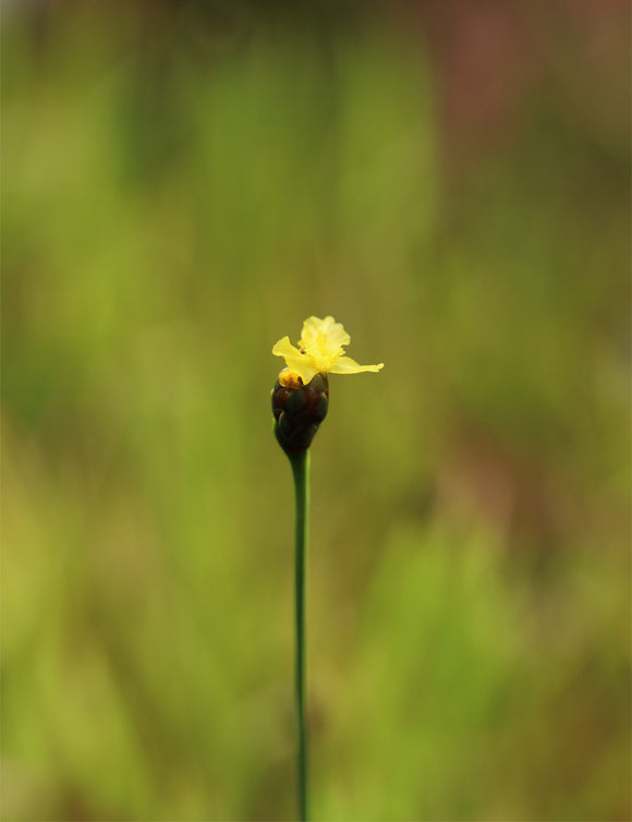 Xyris sp. plante - Caractéristiques et entretien de cette plante unique