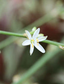 Chlorophytum comosum - Vert uni