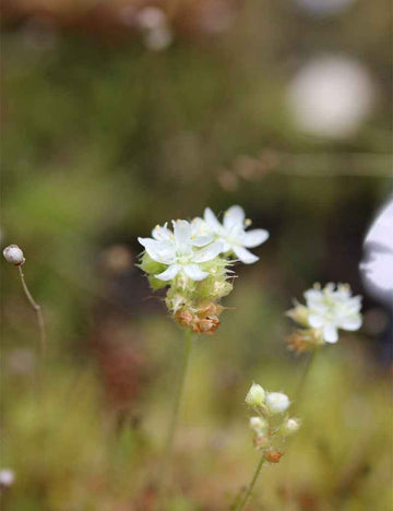 Drosera paleacea