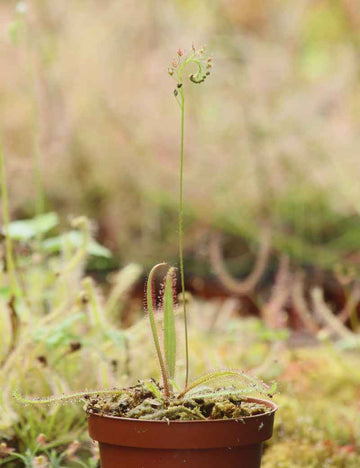 Drosera adelae