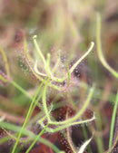 Drosera binata ghost