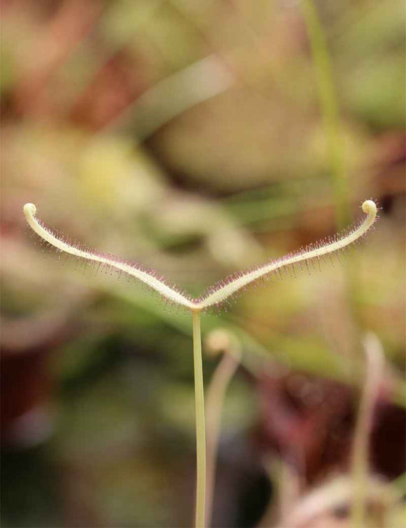 Drosera binata ghost