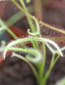 Drosera binata ghost