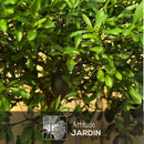 Citron Caviar Rouge 110 cm - clicktofournisseur.com