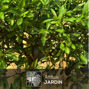 Citron Caviar Rouge 80 cm - clicktofournisseur.com