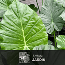 Alocasia Portadora 100 cm - clicktofournisseur.com