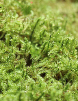 Mousse verte naturelle lycopodium - Plaque épaisse 4-6cm