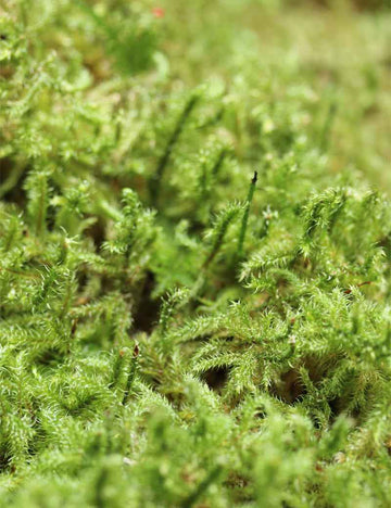 Mousse verte naturelle lycopodium - Plaque épaisse 4-6cm