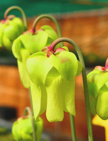 Sarracenia x excellens "red top"