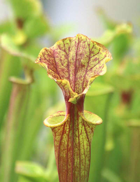 Sarracenia x excellens "red top"