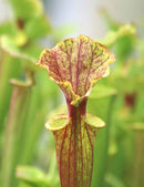 Sarracenia x excellens "red top"