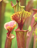 Sarracenia x excellens "red top"