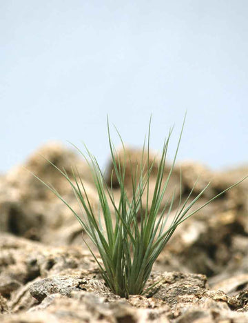 Tillandsia seideliana