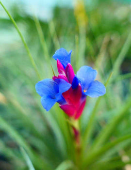 Tillandsia seideliana