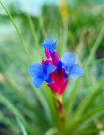 Tillandsia seideliana