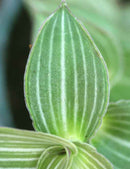 Callisia gentlei var Elegans