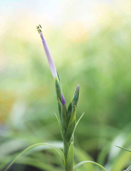 Tillandsia polystachia