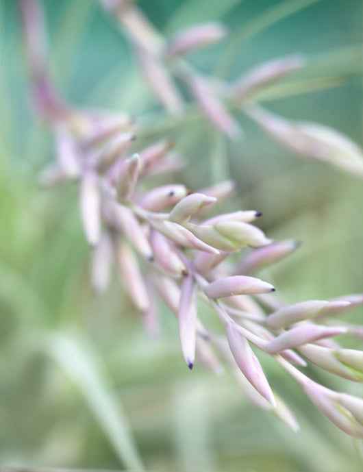 Tillandsia straminea