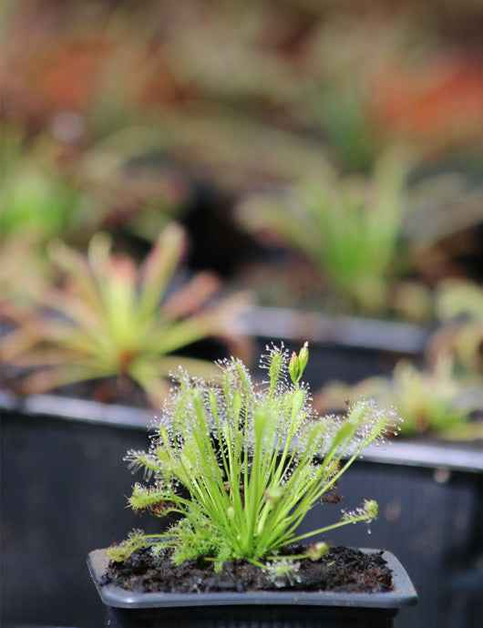 Drosera intermedia all green