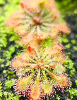 Drosera tokaïensis