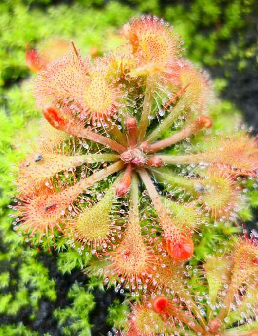 Drosera tokaïensis