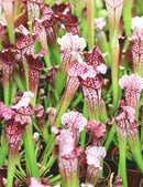 Sarracenia leucophylla hybride - Plante carnivore exceptionnelle