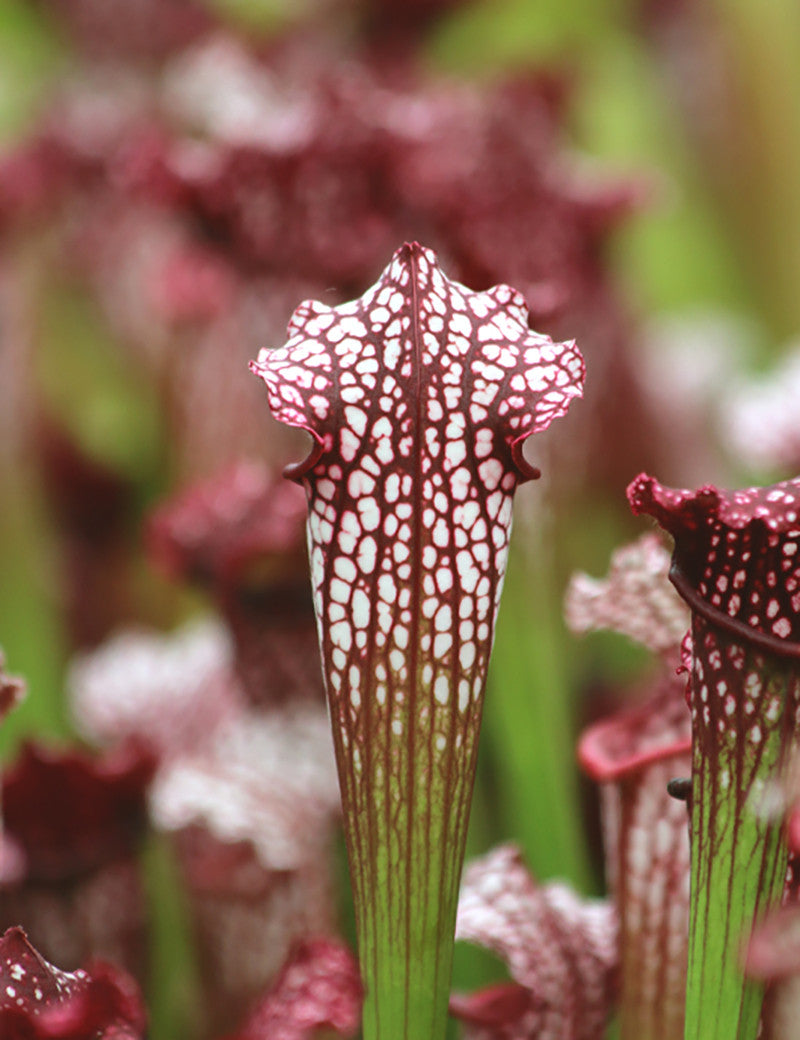 Sarracenia leucophylla hybride - Plante carnivore exceptionnelle