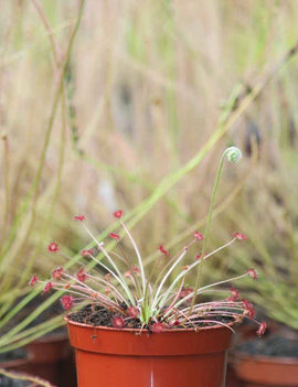 Drosera paradoxa