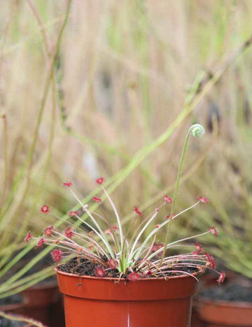 Drosera paradoxa