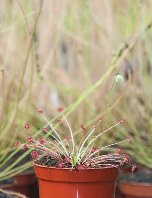 Drosera paradoxa