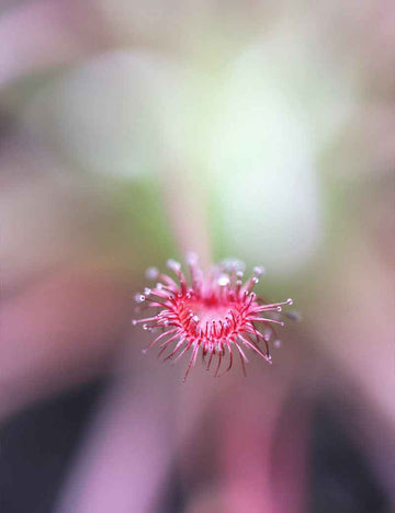 Drosera paradoxa