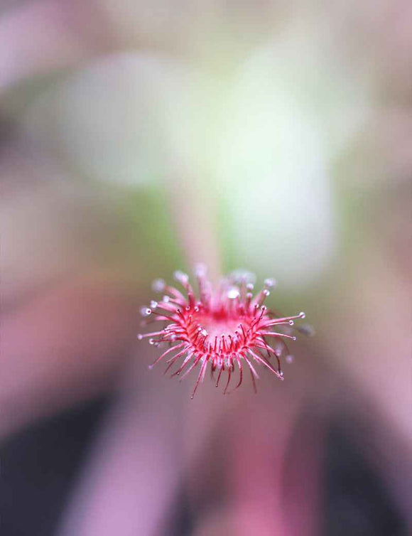 Drosera paradoxa