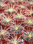 Drosera paradoxa