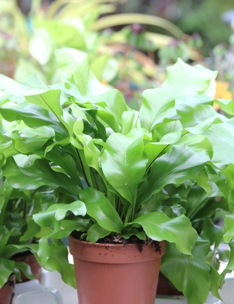Asplenium nidus - 0