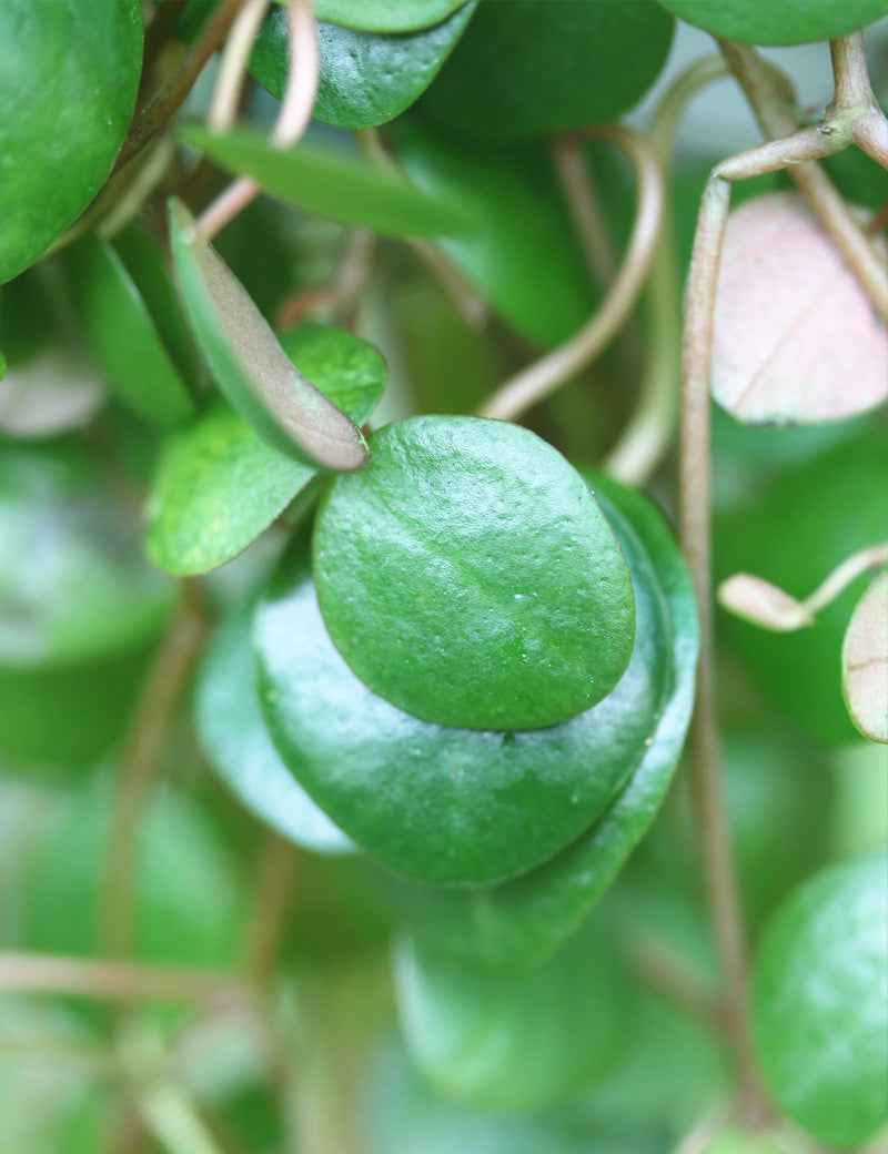 Peperomia pepperspot