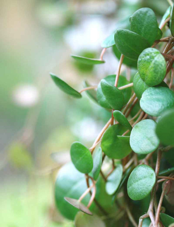 Peperomia pepperspot