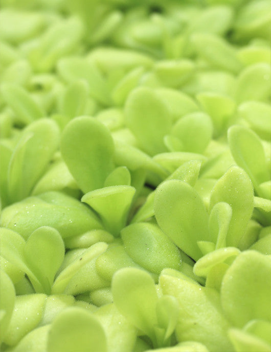 Pinguicula agnata plante carnivore - Découvrez cette magnifique plante insectivore