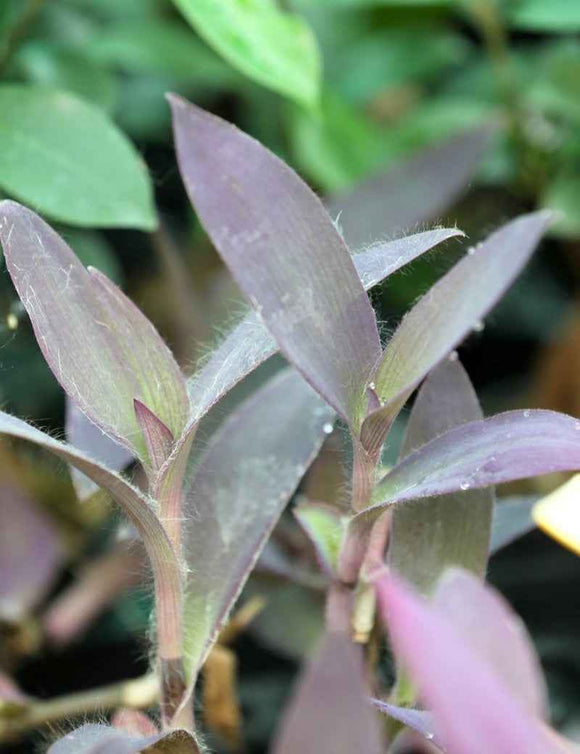 Tradescantia purpurea | À repiquer