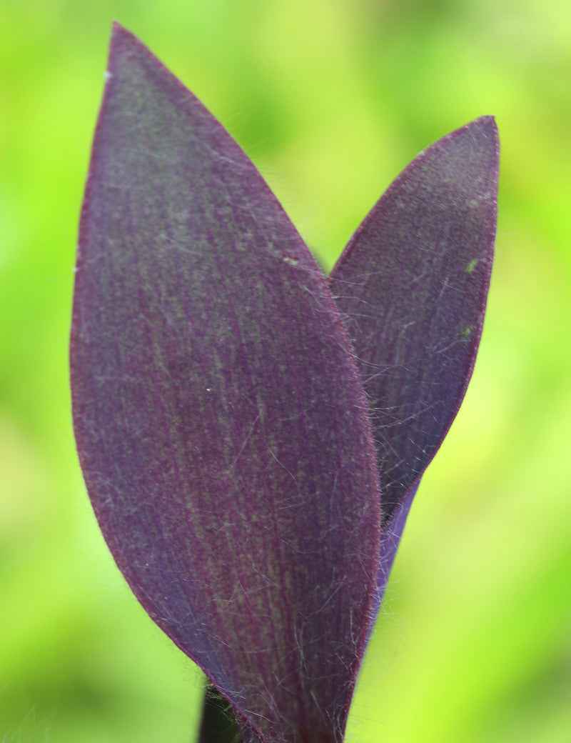 Tradescantia purpurea | À repiquer