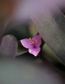 Tradescantia purpurea | À repiquer