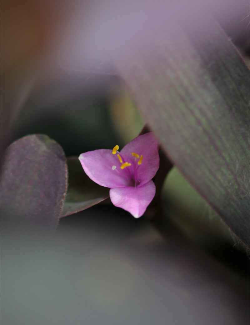 Tradescantia purpurea | À repiquer