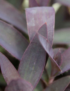 Tradescantia purpurea | À repiquer