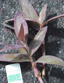 Tradescantia purpurea | À repiquer
