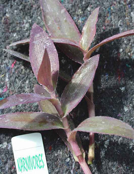 Tradescantia purpurea | À repiquer