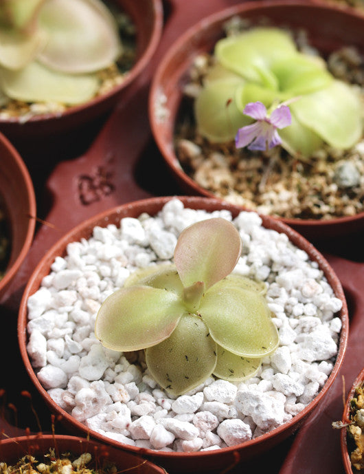 Pinguicula rectifolia plante carnivore - Une beauté naturelle pour votre collection